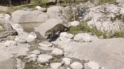European Otter Running GIF by Korkeasaari Zoo