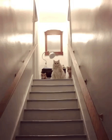 cat you shall not pass GIF