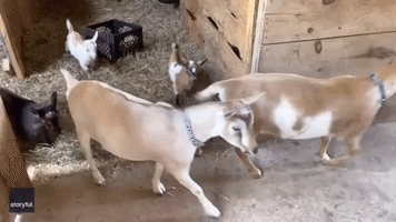 Adorable Kid Goats Have Fun With Makeshift Slide