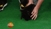 rachaelrayshow funny cute gif baby GIF
