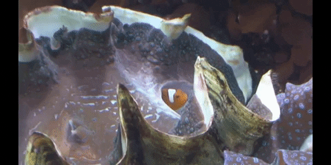 diimsastock giphyupload fish swimming diimsa GIF