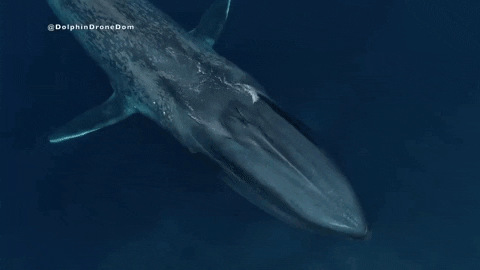 aleoxth giphyupload GIF