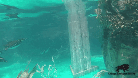 BrookfieldZoo giphygifmaker penguin fast swimming GIF