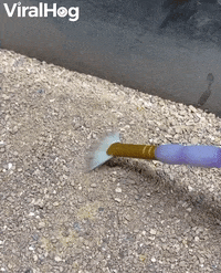 Six Eyed Sand Spider Vs Paintbrush GIF by ViralHog