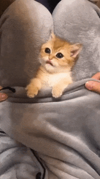 Kitten Playing GIF by JustViral.Net