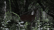 Wildlife Deer GIF by JC Property Professionals