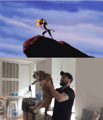 Lion King Lol GIF by The BarkPost