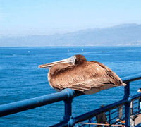 Clipfart chill relax notmyproblem nofucks GIF