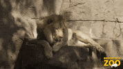 Big Boy Lion GIF by Brookfield Zoo