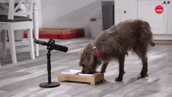 Dog Food Eating GIF by BuzzFeed