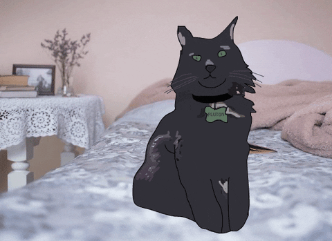 Adopt Black Cat GIF