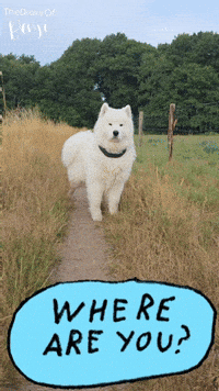 Searching Where Are You GIF