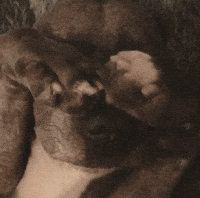 staffy GIF
