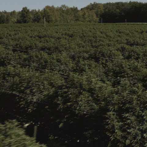 Plant Grow GIF by Exclusive Brands