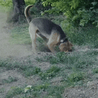 Searching Looking For GIF by KreativCopy