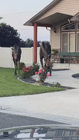 Pair of Moose Help Themselves to a Rose Garden in Spokane, Washington