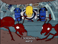 homer simpson GIF