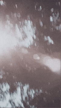 forest love GIF