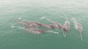 Narwhals Swimming In Arctic Ocean GIF by ViralHog