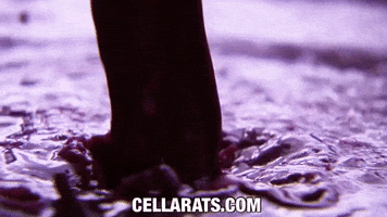 itascafilms wine red wine wine pour cellar rats GIF