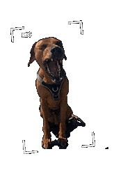 Dog Scream Sticker