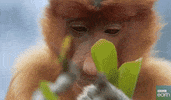 sad monkey GIF by BBC Earth