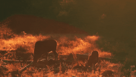 Mother Moose GIF