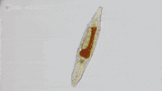 Pbs Biology GIF by WGBH Boston