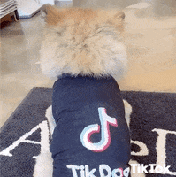 Whats Up What GIF by TikTok