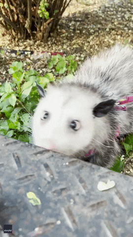 New York Funny Animals GIF by Storyful
