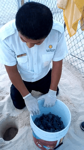 Content_Sandos giphyupload turtles nesting sandos GIF