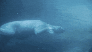 fail polar bear GIF by San Diego Zoo
