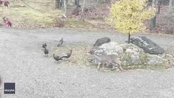 Deer Investigate Flock of Wild Turkeys Outside Maine Home