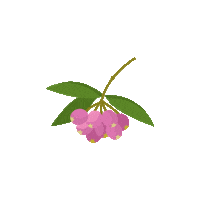 Withb flower native withb monkey apple Sticker