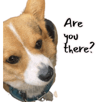 Are You There Corgi Sticker