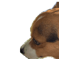 Dog Corgi Sticker