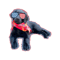 Hilton Head Dog Sticker by saltydogcafe