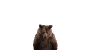 Winter Olympics Bear Sticker by PetroCanada