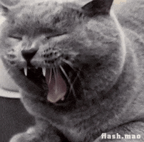 flashmao cat tired sleepy good night GIF