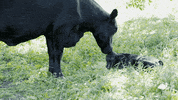 baby animals chicken GIF by ASPCA