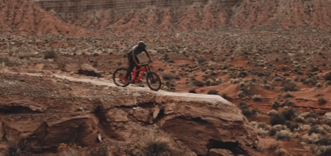 mongoose wtf GIF