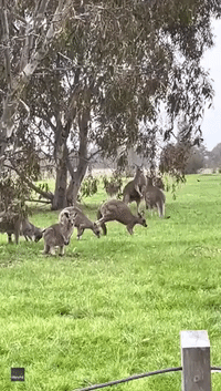 Roo See, Roo Do: Young Kangaroos Spar Alongside Older Roos in Melbourne