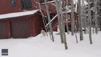 Determined Puppy Won't Let Snow Stop His Newspaper-Fetching Efforts