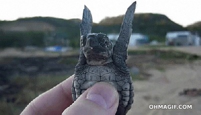 scared sea turtle GIF