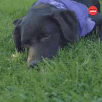 Dogs Puppy GIF by BuzzFeed