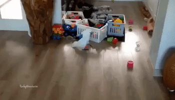 Cockatoo Relentlessly Throws Plastic Bottle Around Room