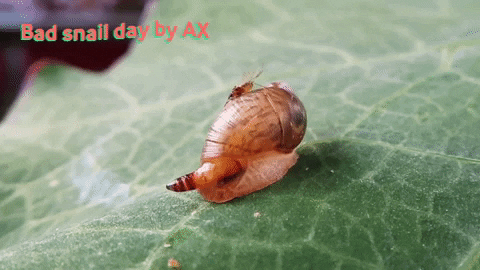 axart giphygifmaker parasite ax parasit GIF
