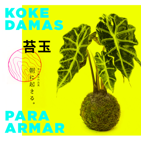 florenciaalapi giphyupload taller kokedamas GIF