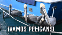 !Vamos Pelicans!