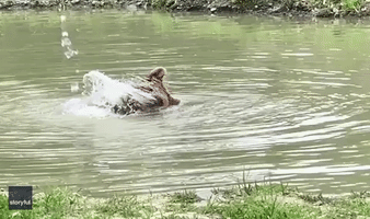 Syrian Brown Bear 'Practices Ninja Moves' During Bath Time